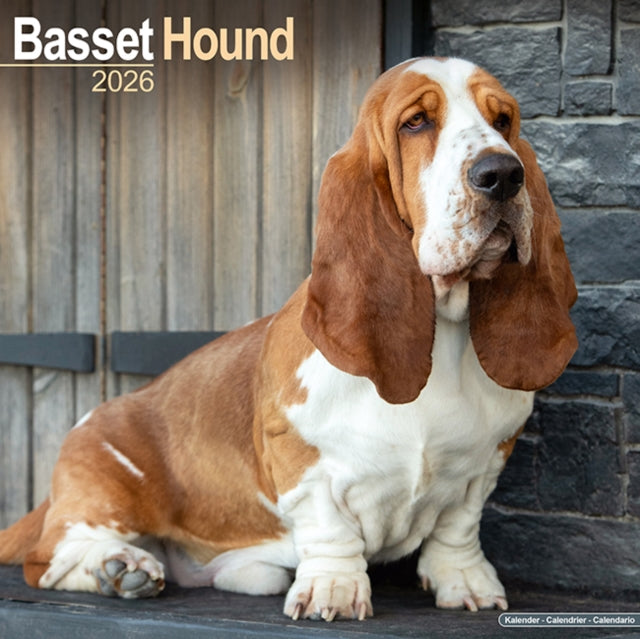 Basset Hound Calendar 2026 Square Dog Breed Wall Calendar - 16 Month 9781804606087