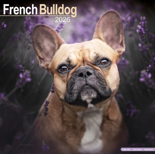 French Bulldog Calendar 2026 Square Dog Breed Wall Calendar - 16 Month 9781804606452