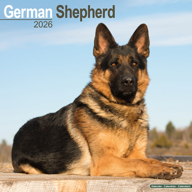 German Shepherd Calendar 2026  Square Dog Breed Wall Calendar - 16 Month 9781804606469 